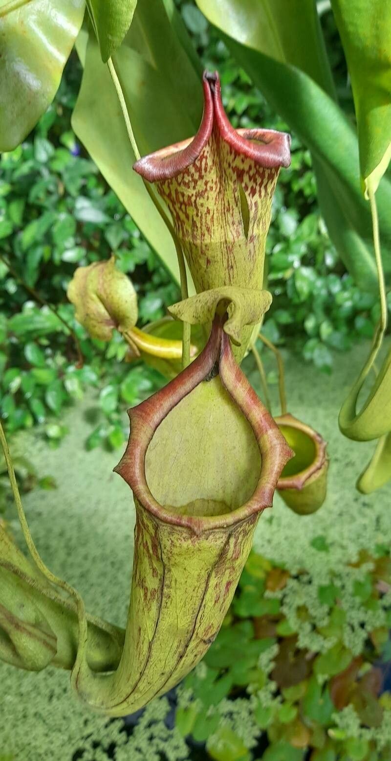 Nepenthes campanulata — search result for 'Nepenthes'