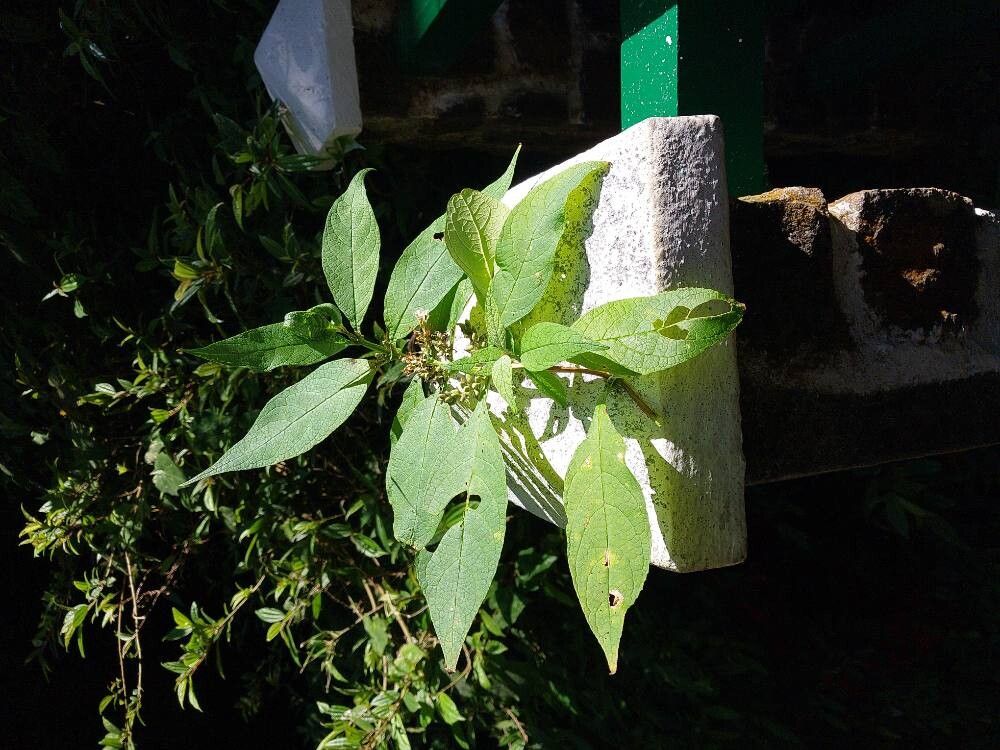 Buddleja axillaris other
