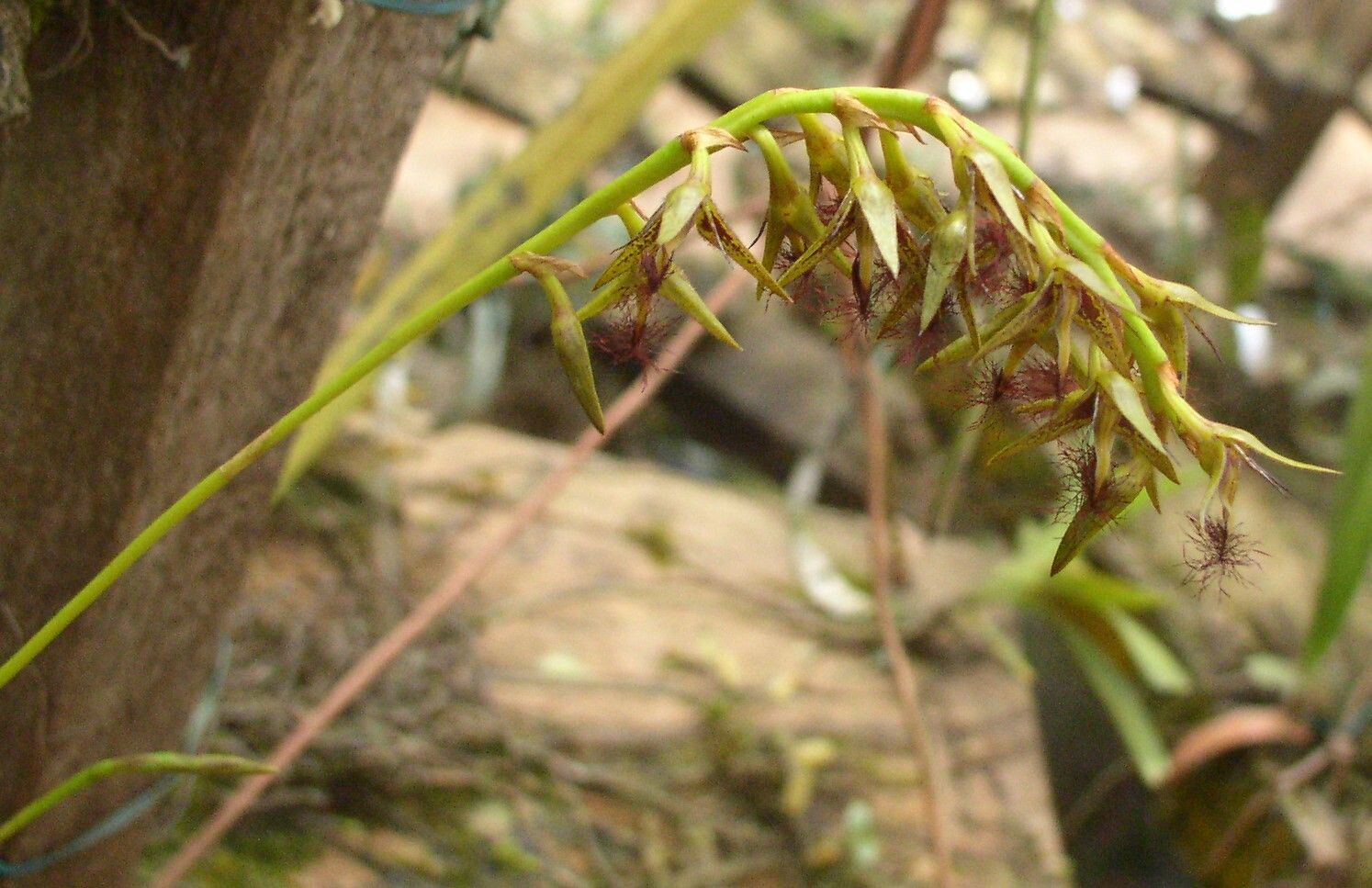Bulbophyllum alinae fruit