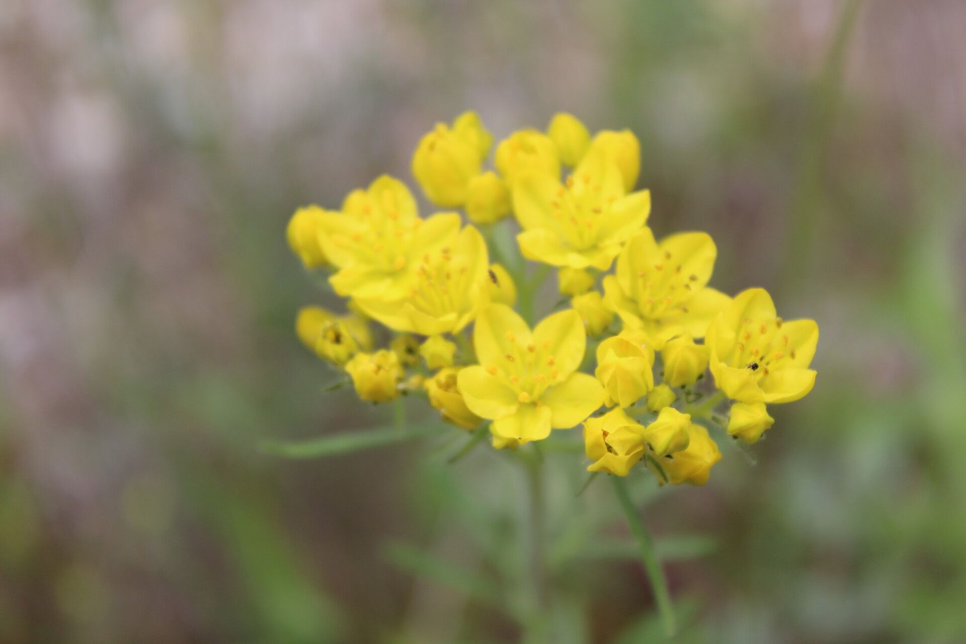 Haplophyllum balcanicum flower