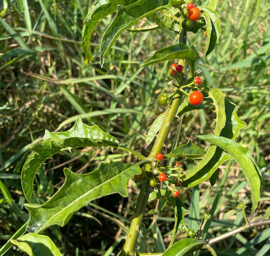 Solanum tampicense leaf