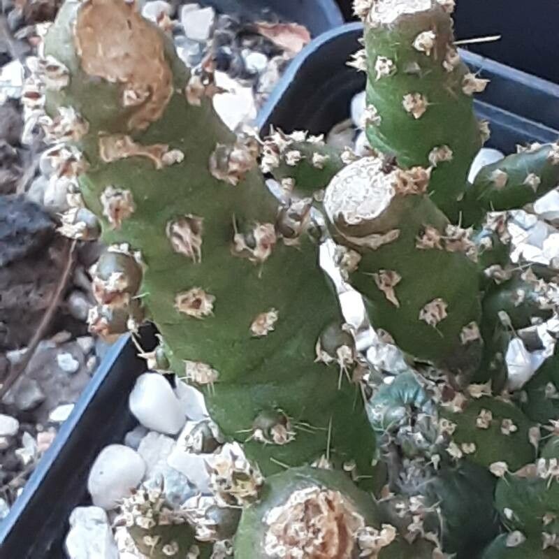 Austrocylindropuntia verschaffeltii flower