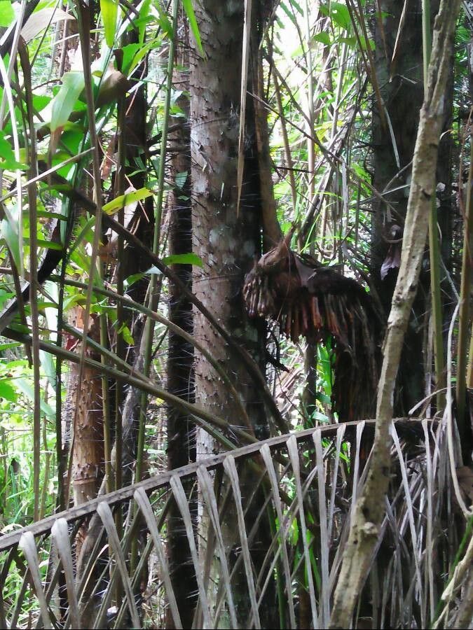 Bactris gasipaes bark