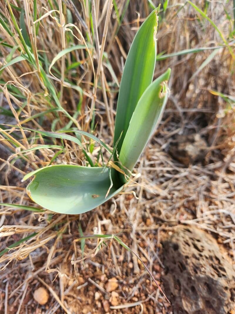 Drimia altissima leaf