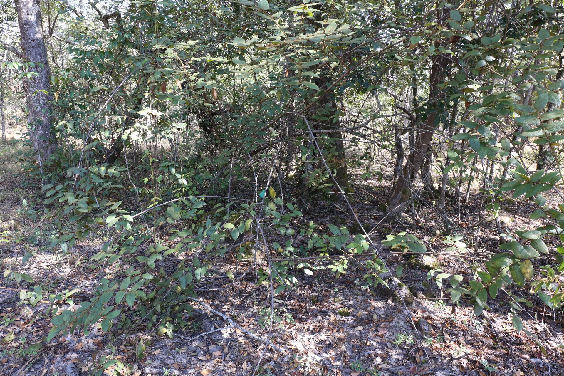 Keetia gueinzii habit