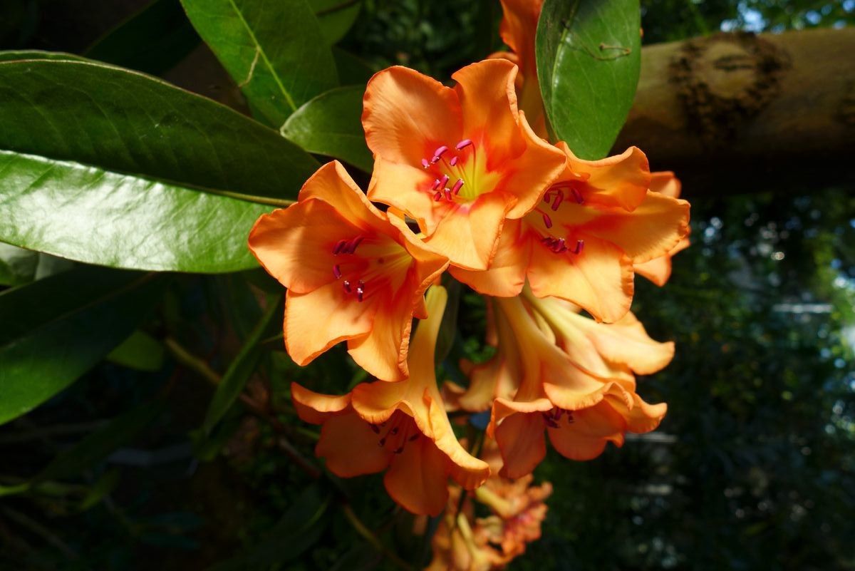 Rhododendron javanicum flower
