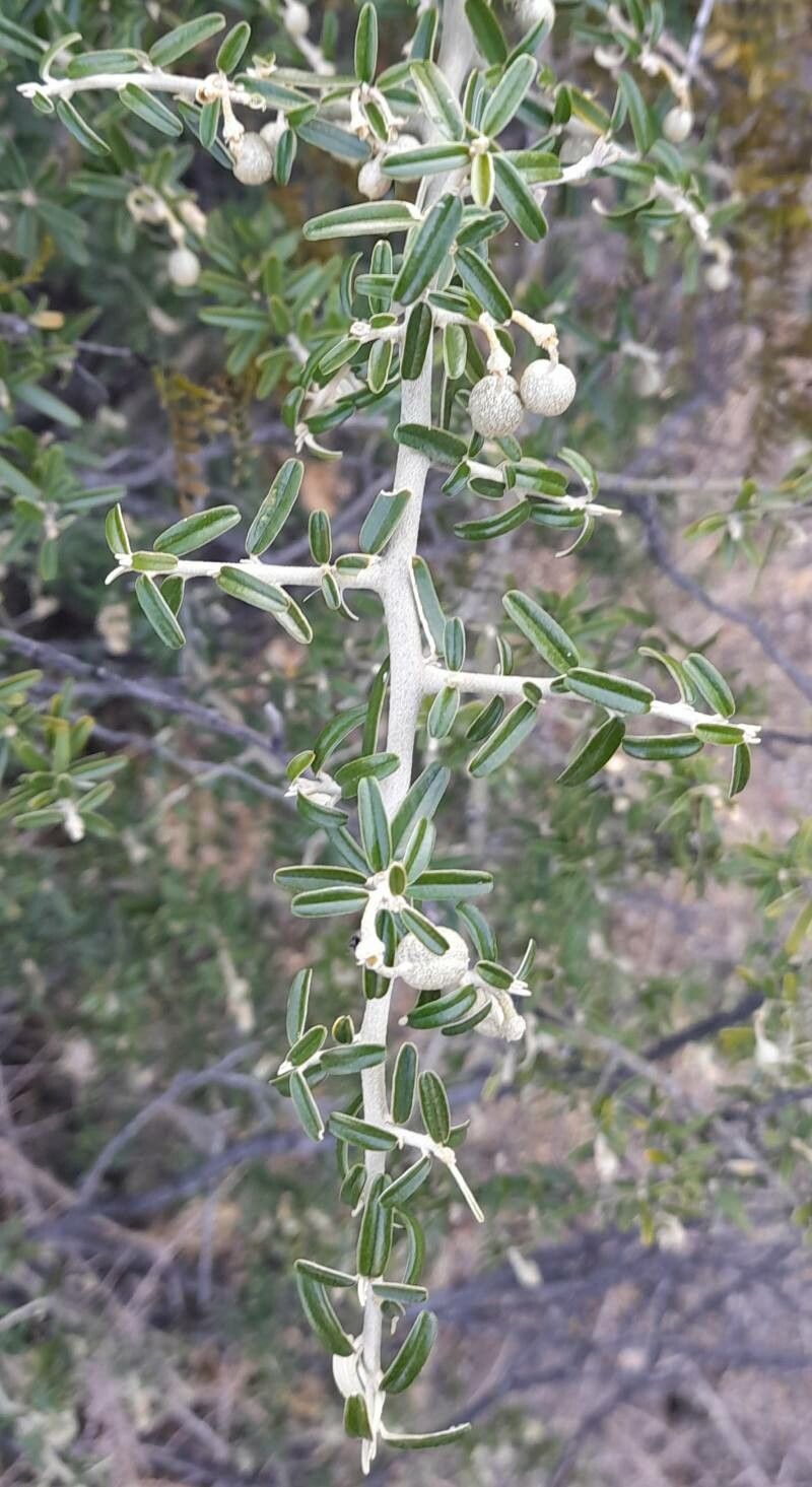 Morisonia atamisquea — related species from the same genus