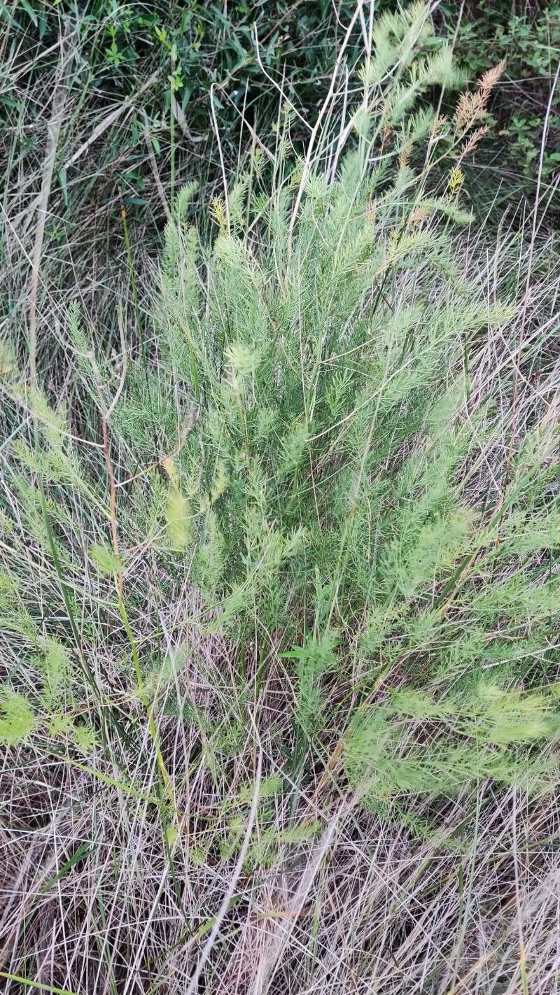 Asparagus prostratus — houseplant care guide