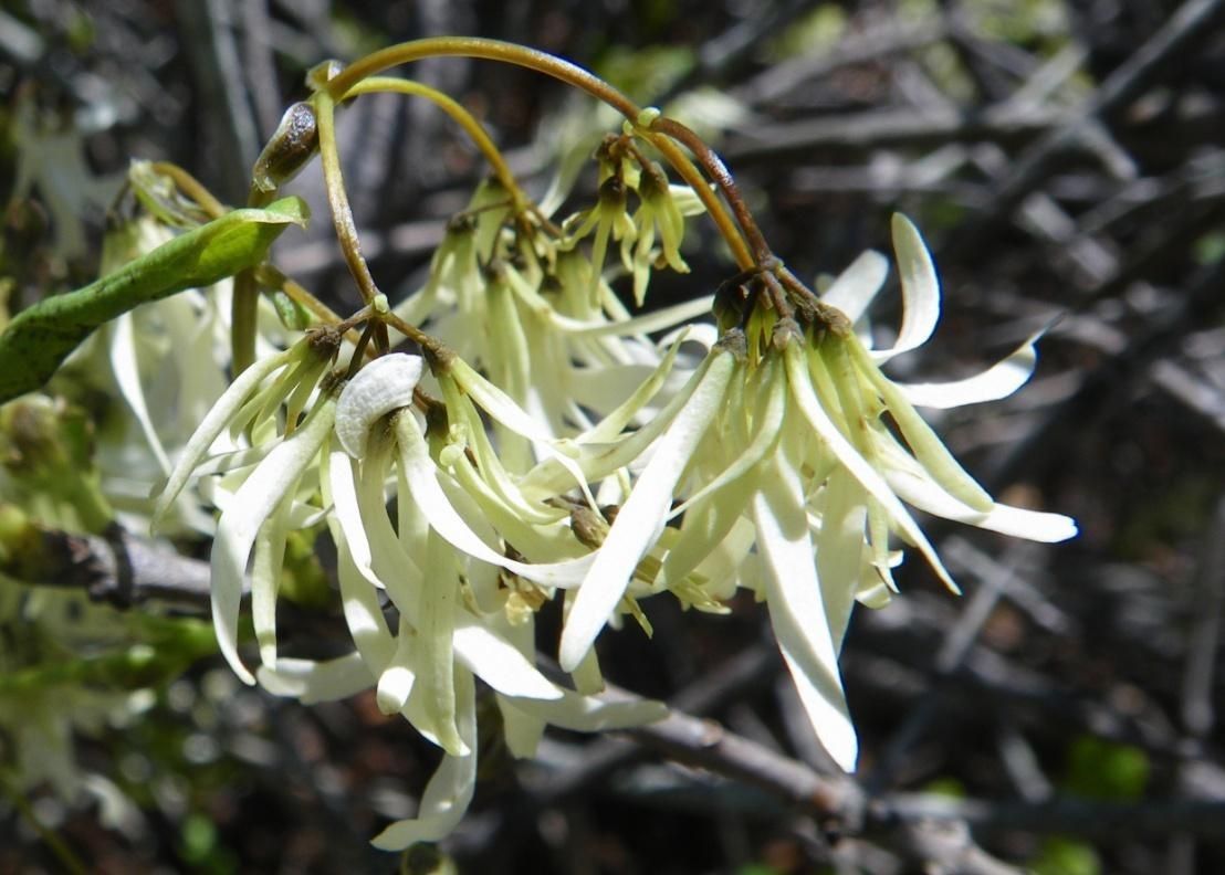 Chionanthus pygmaeus flower