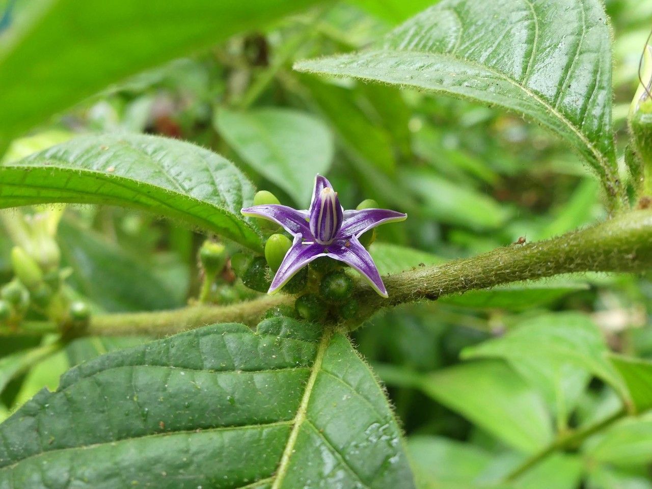 Lycianthes sanctaeclarae flower