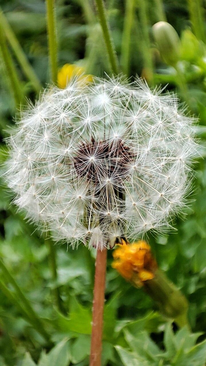 Taraxacum erythrospermum flower