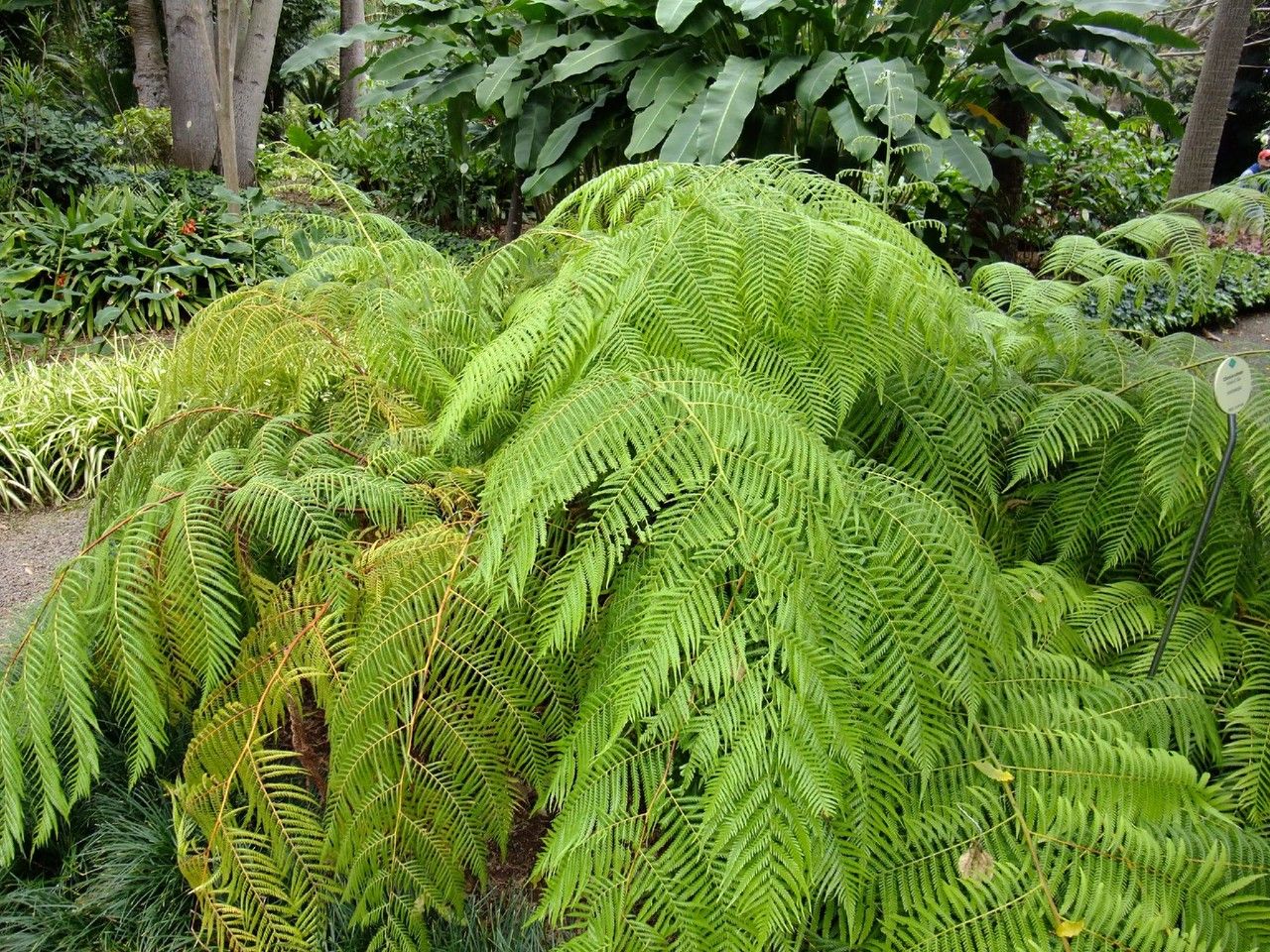 Cibotium schiedei leaf