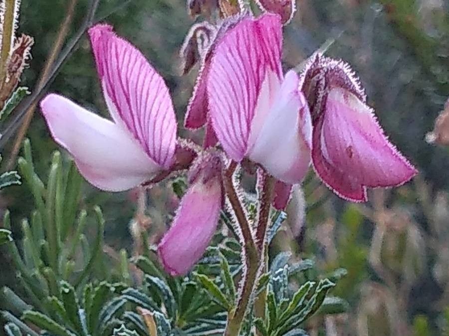 Ononis fruticosa flower