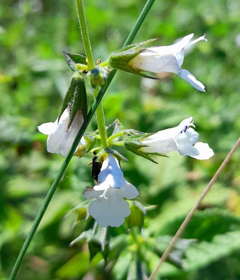 Lepechinia floribunda flower