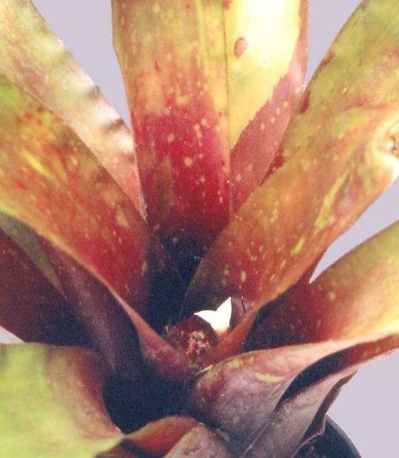 Neoregelia laevis — houseplant care guide