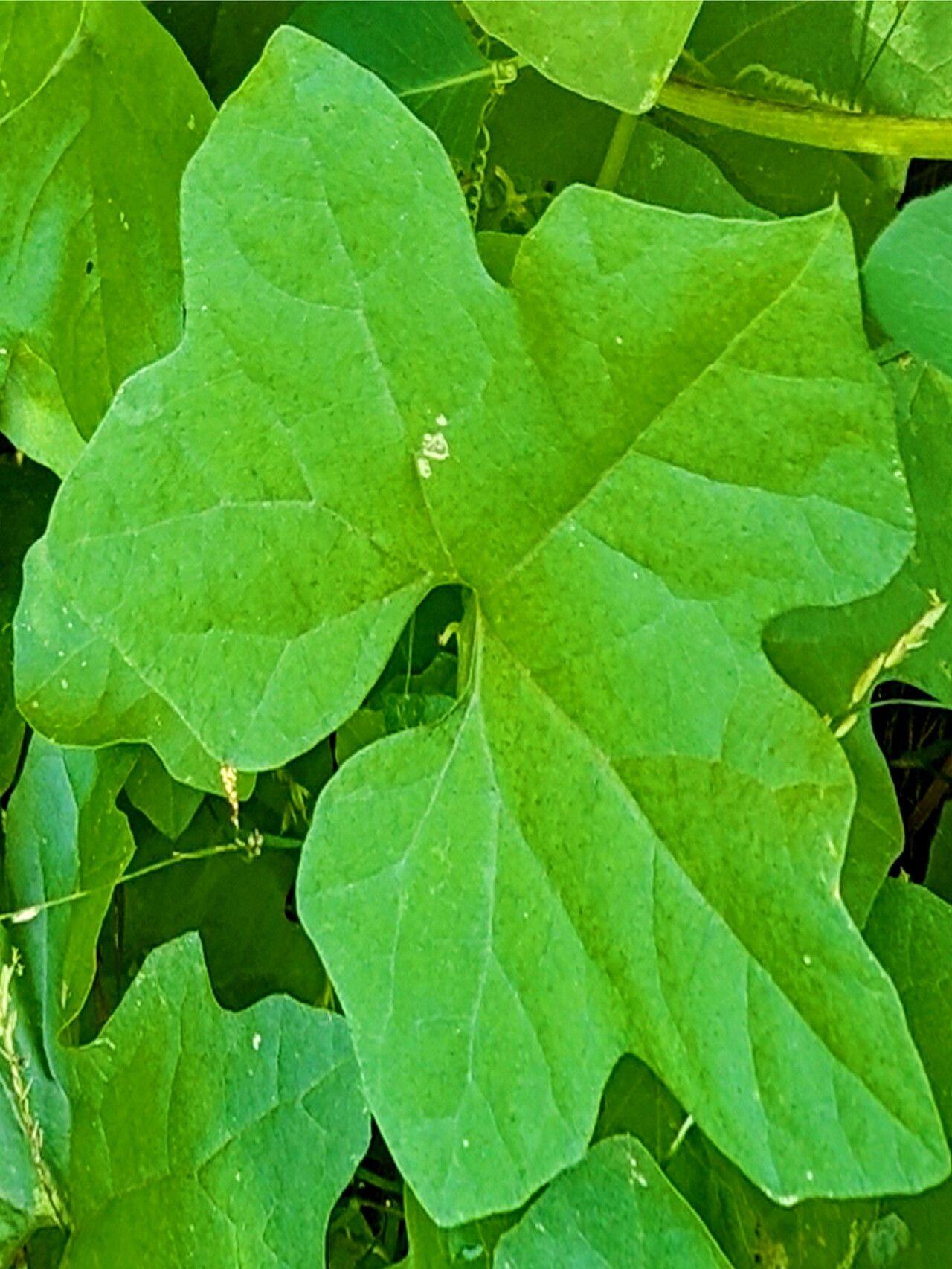 Marah horrida — related species from the same genus