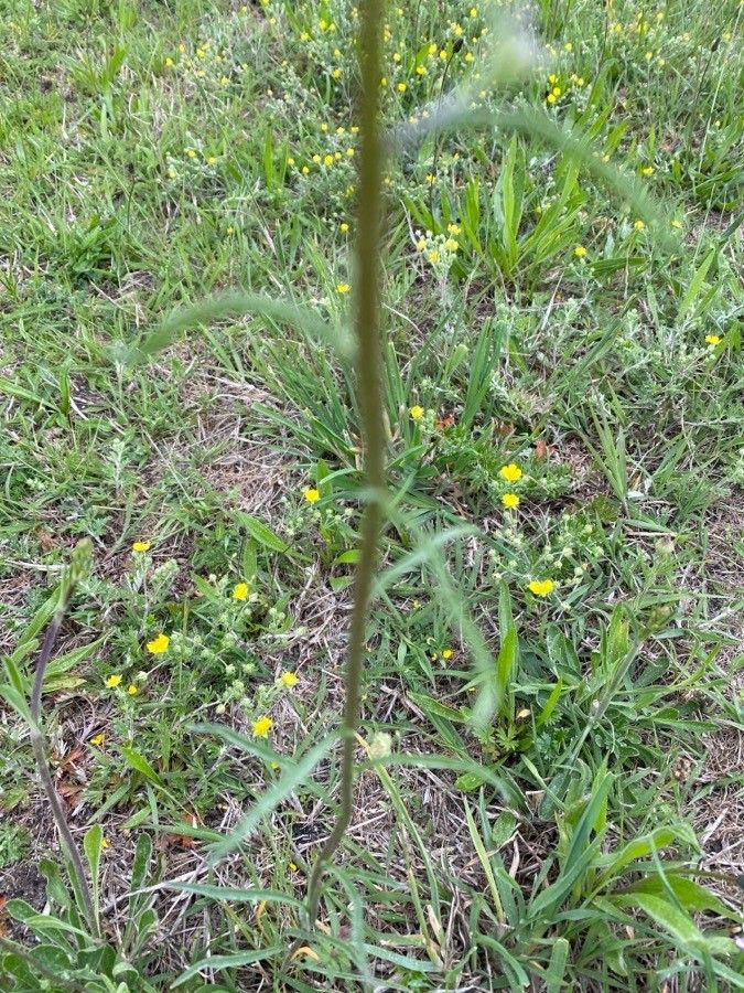 Erysimum repandum — search result for 'Erysimum'