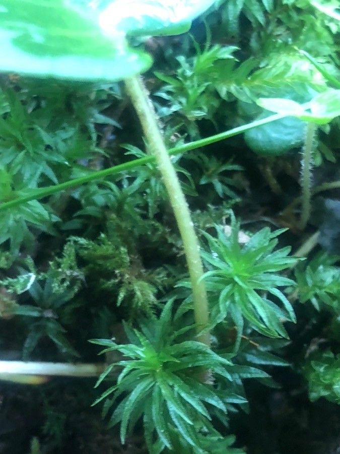 Soldanella villosa bark