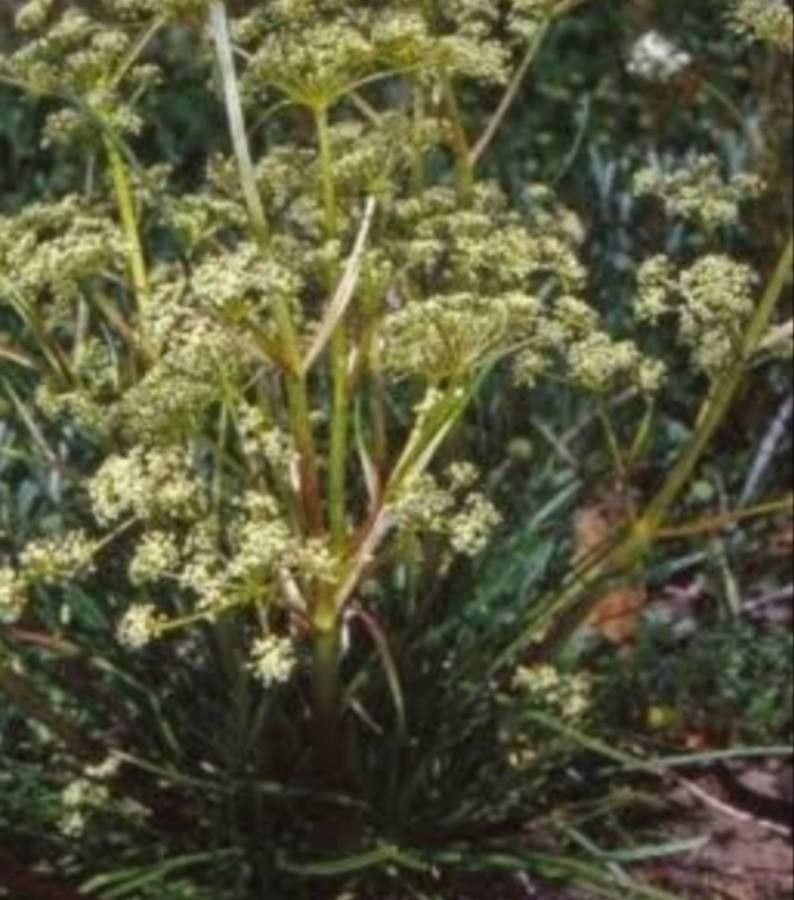 Aciphylla simplicifolia — houseplant care guide