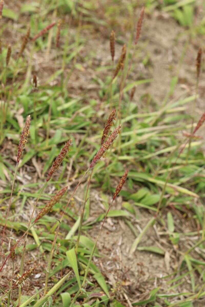 Ischaemum anthephoroides flower