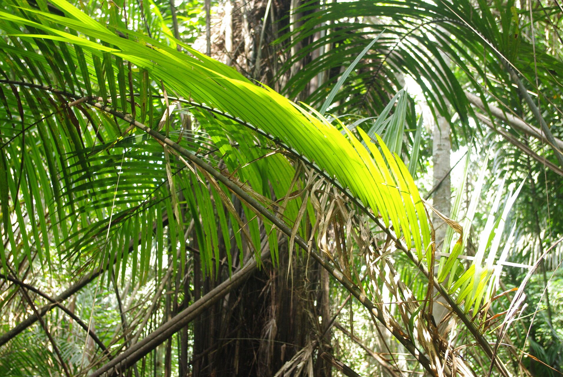 Raphia zamiana — search result for 'Raphia'