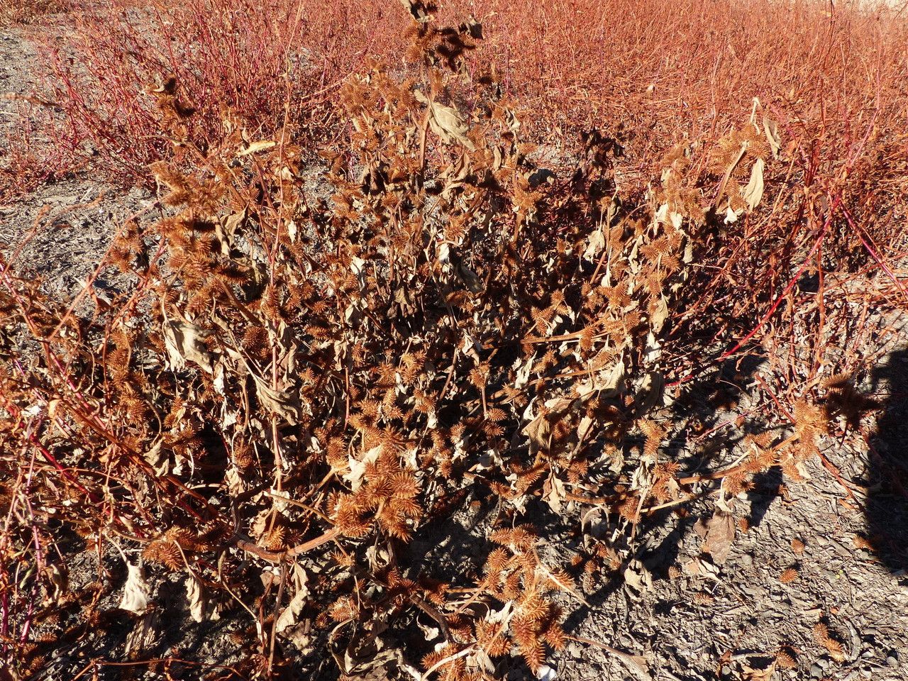Xanthium italicum habit