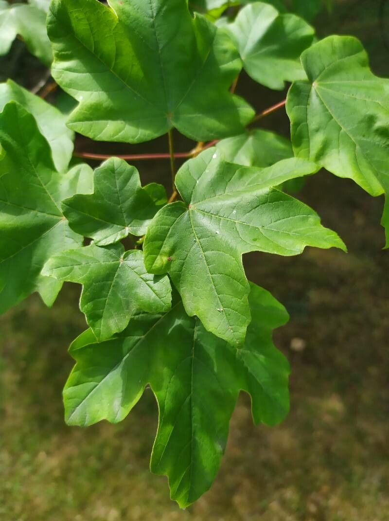 Acer leucoderme leaf