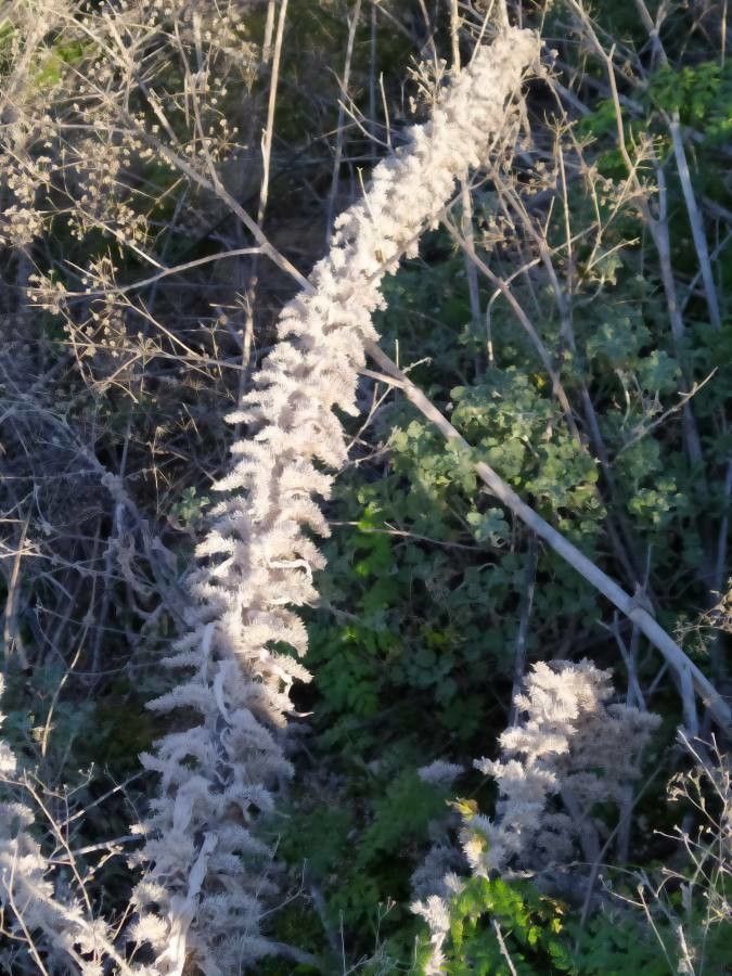 Echium asperrimum fruit