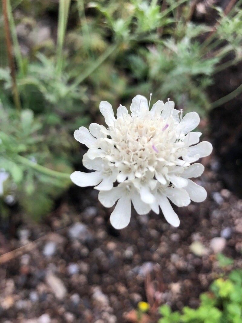 Scabiosa colchica — houseplant care guide