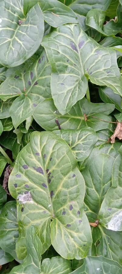 Arum italicum x Arum maculatum habit