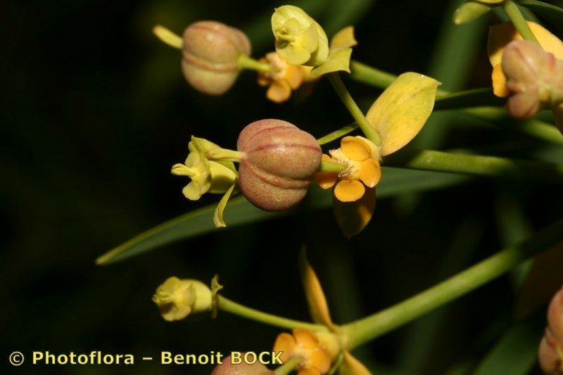Euphorbia broussonetii flower