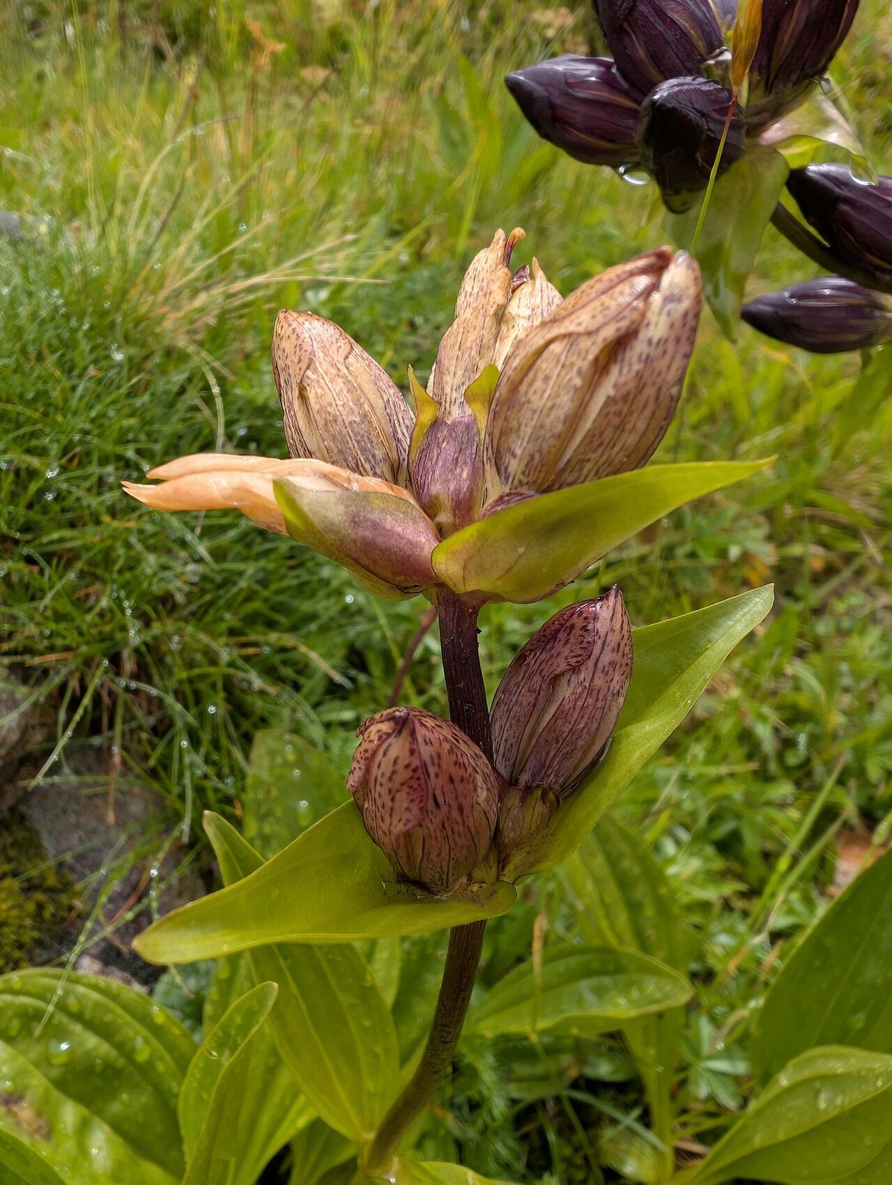 Gentiana × gaudiniana flower