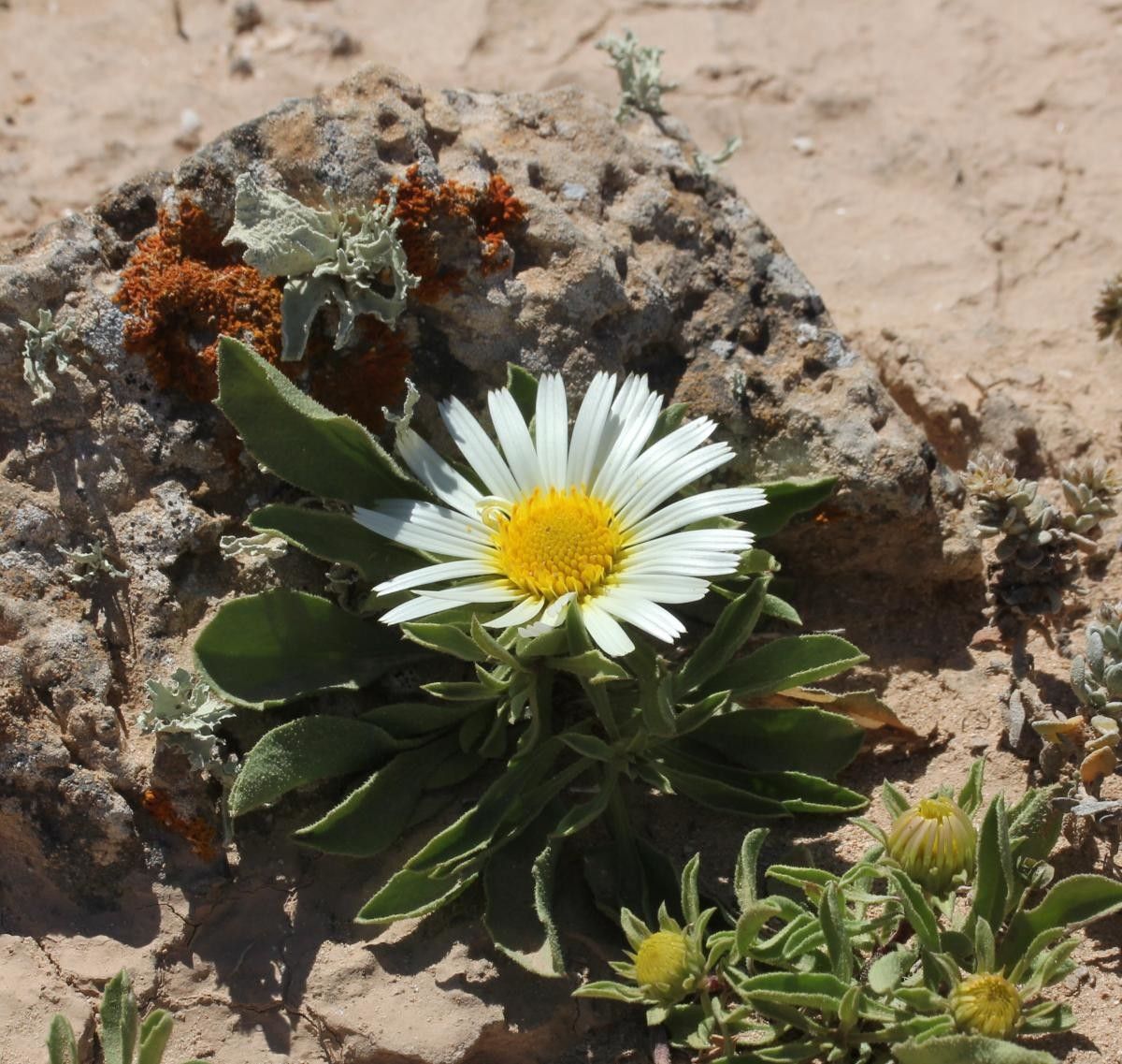 Asteriscus schultzii habit