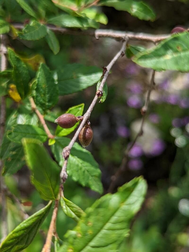 Prunus incana fruit