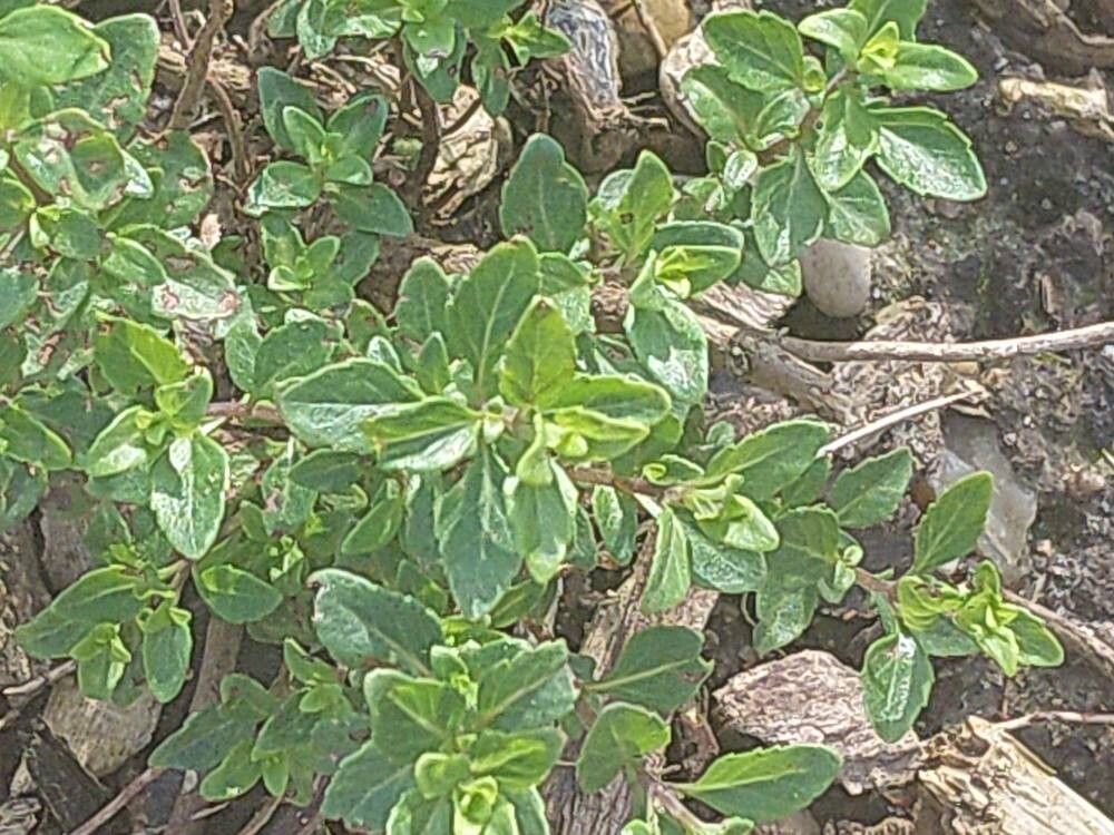 Clinopodium thymifolium leaf