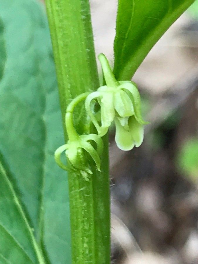 Hybanthus concolor flower