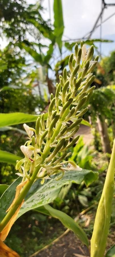 Alpinia officinarum flower
