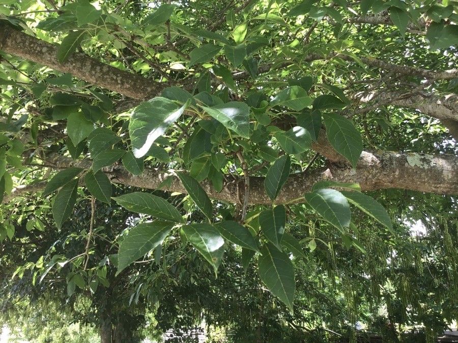 Fraxinus chinensis — soil improver houseplant