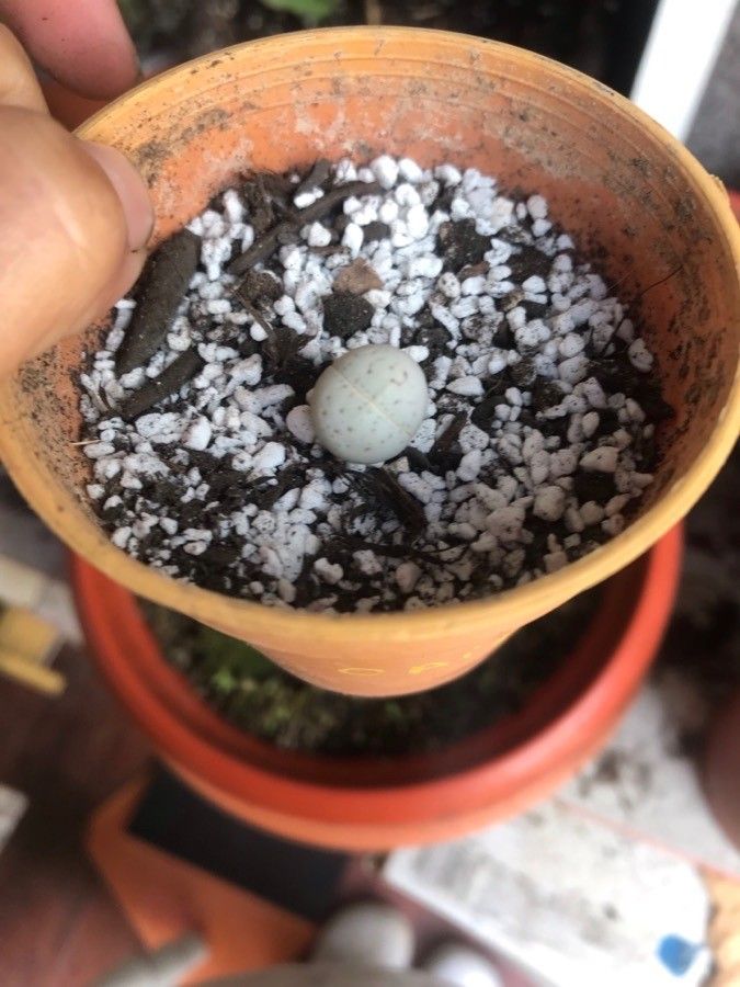 Lithops ruschiorum — search result for 'Namibia'