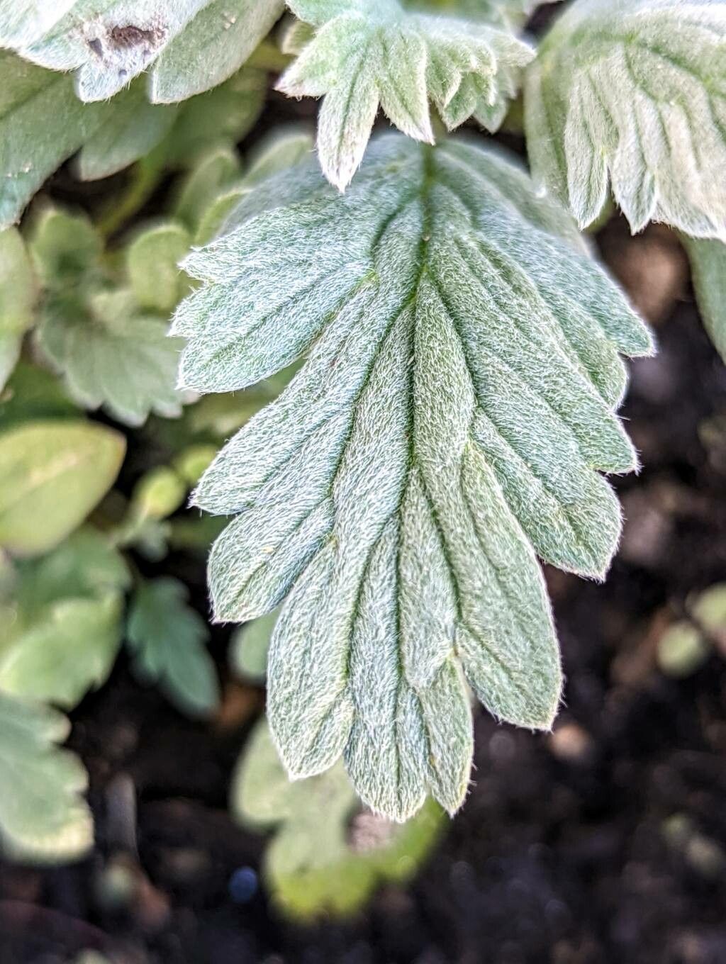 Phacelia sericea — search result for 'Phacelia'
