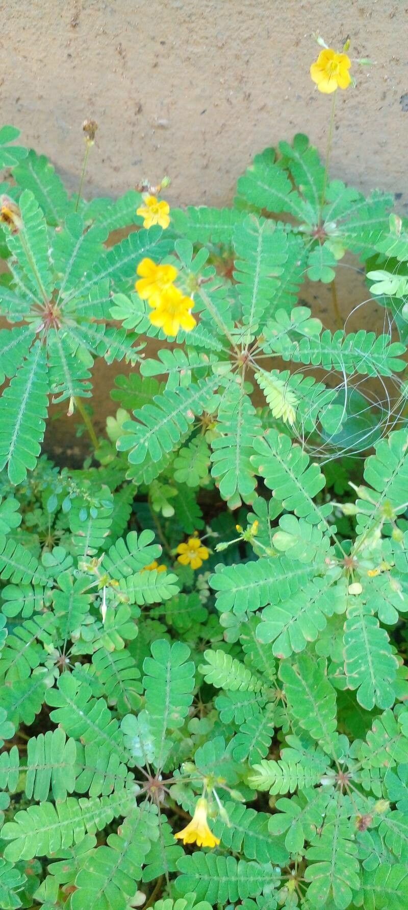 Biophytum sensitivum flower