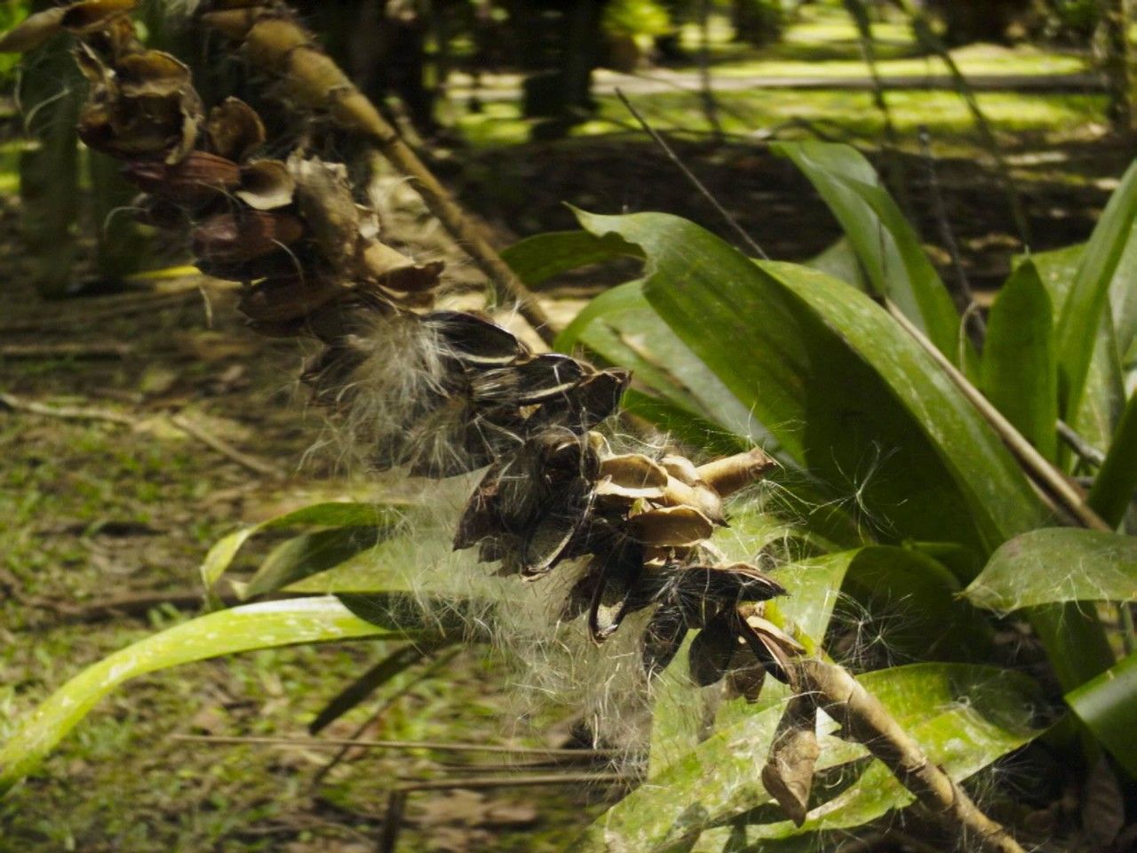Werauhia gladioliflora fruit