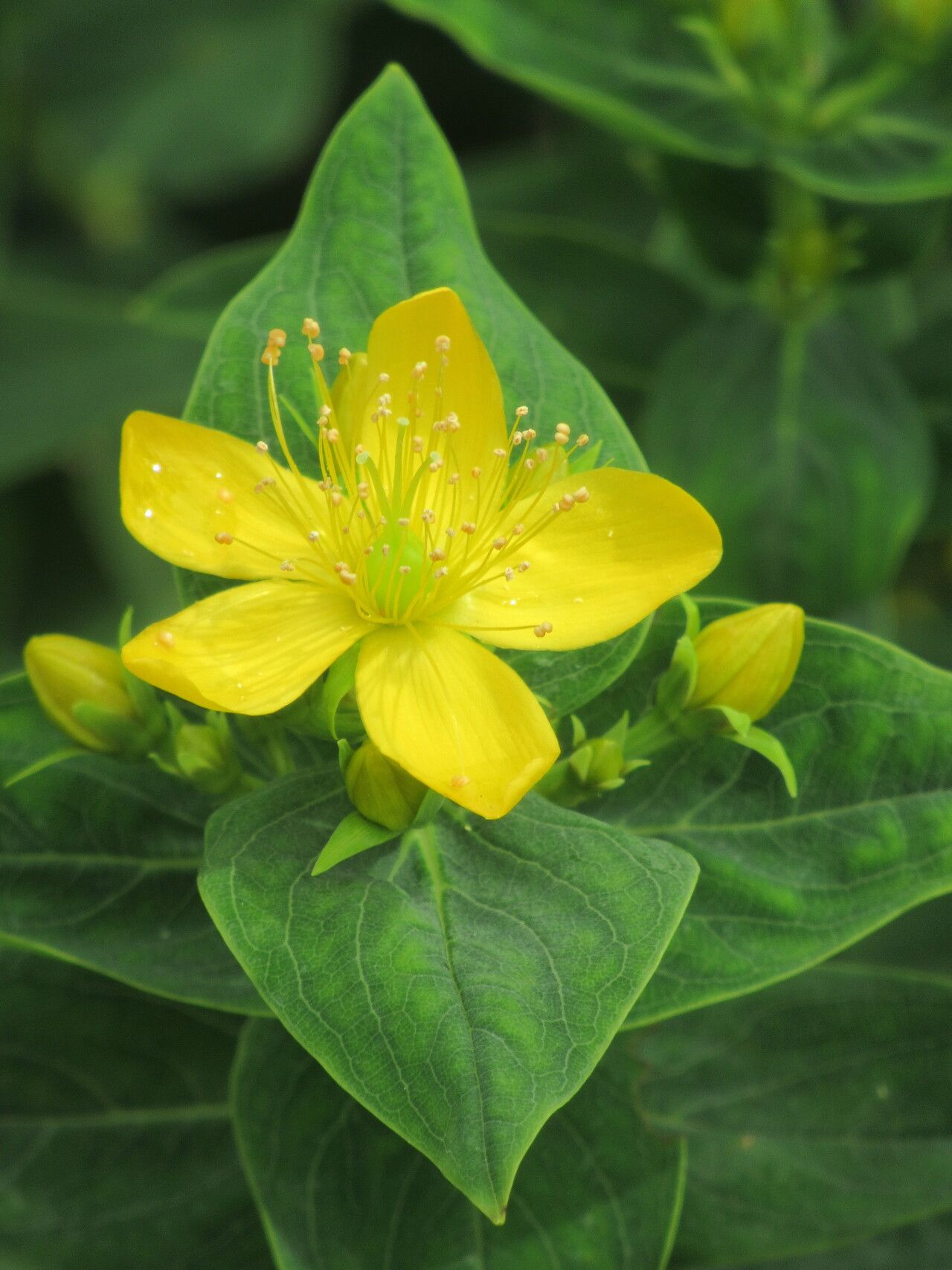 Hypericum foliosum flower