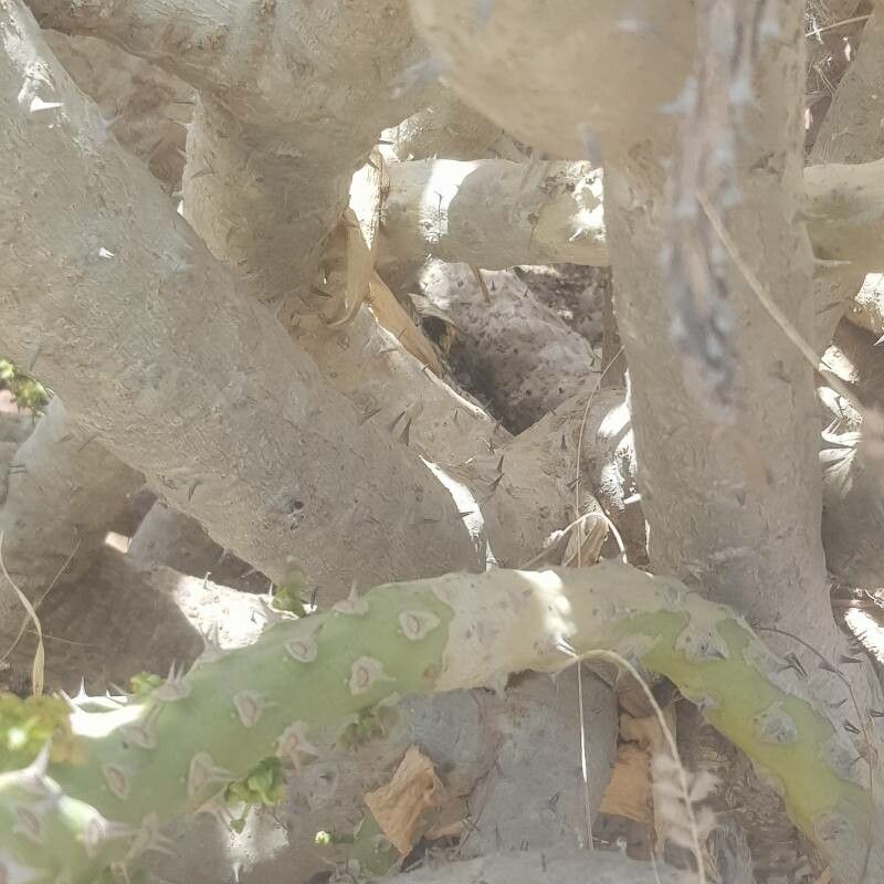 Euphorbia paganorum bark