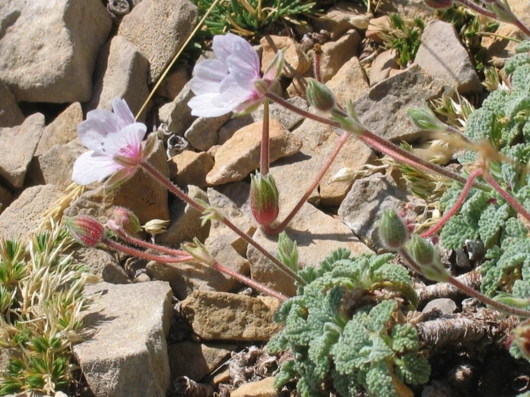 Erodium celtibericum flower