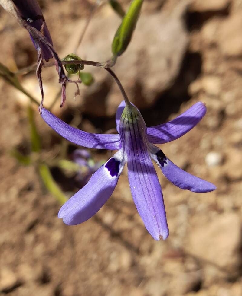 Conanthera bifolia flower