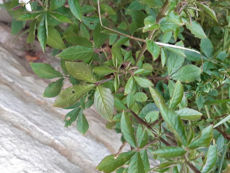 Polanisia dodecandra leaf