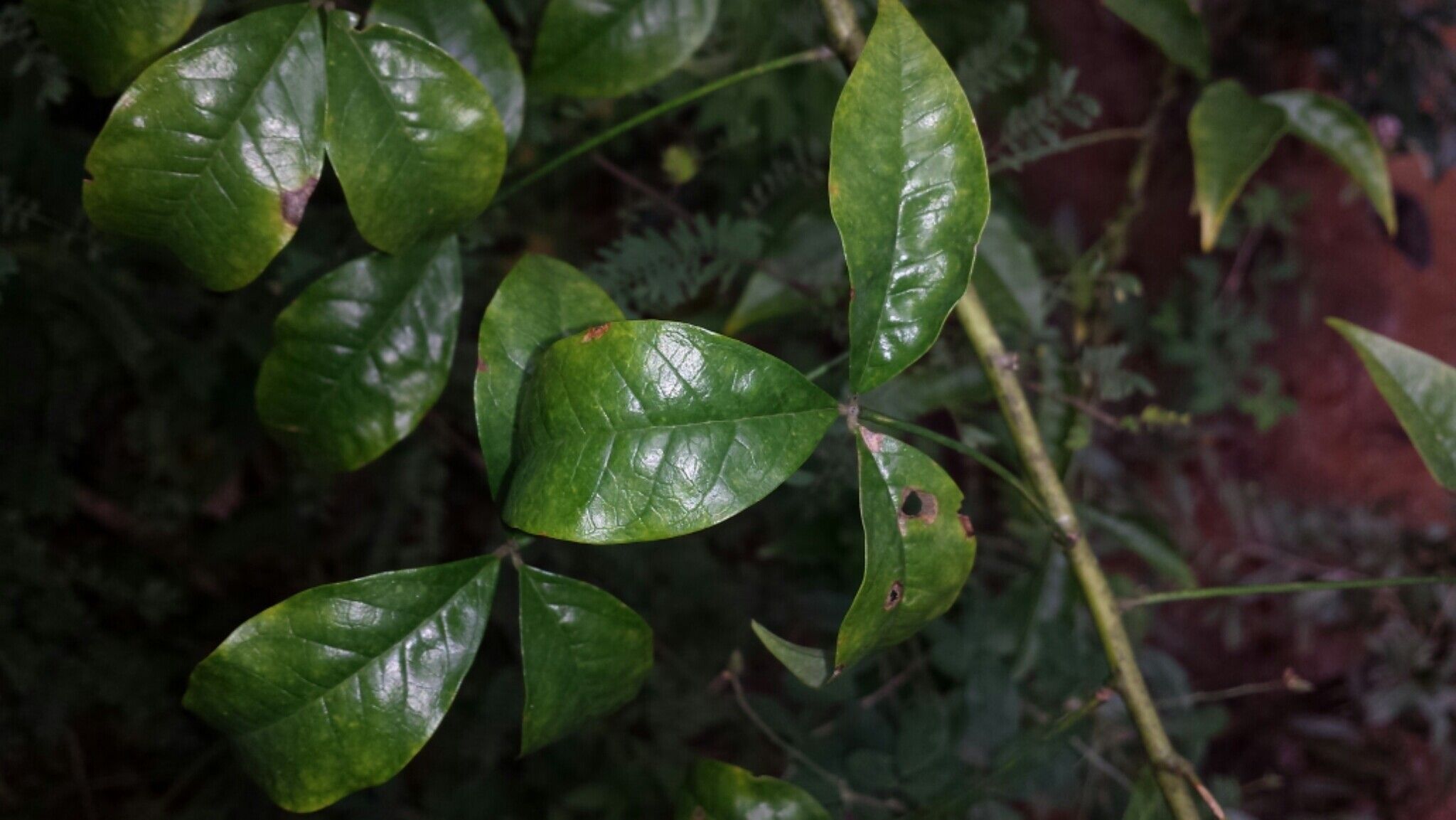 Crotalaria pervillei leaf