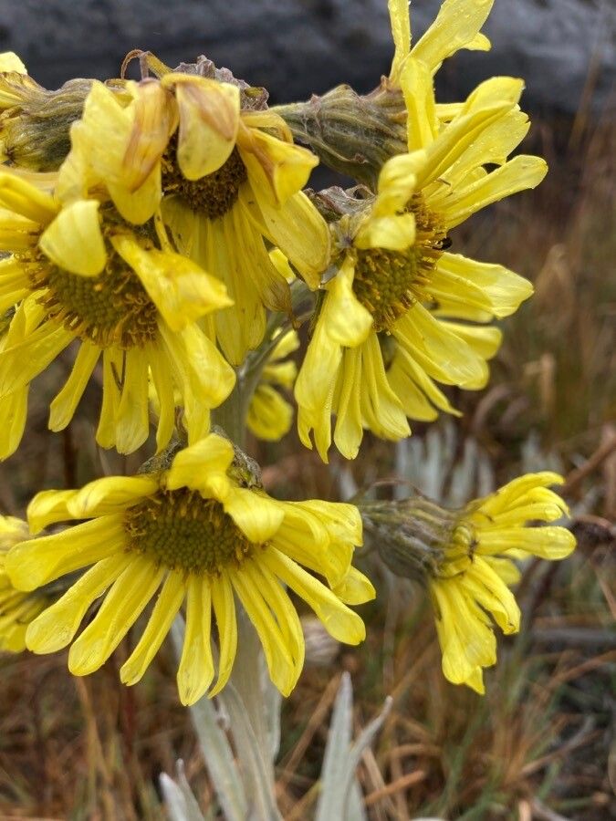 Senecio latiflorus flower