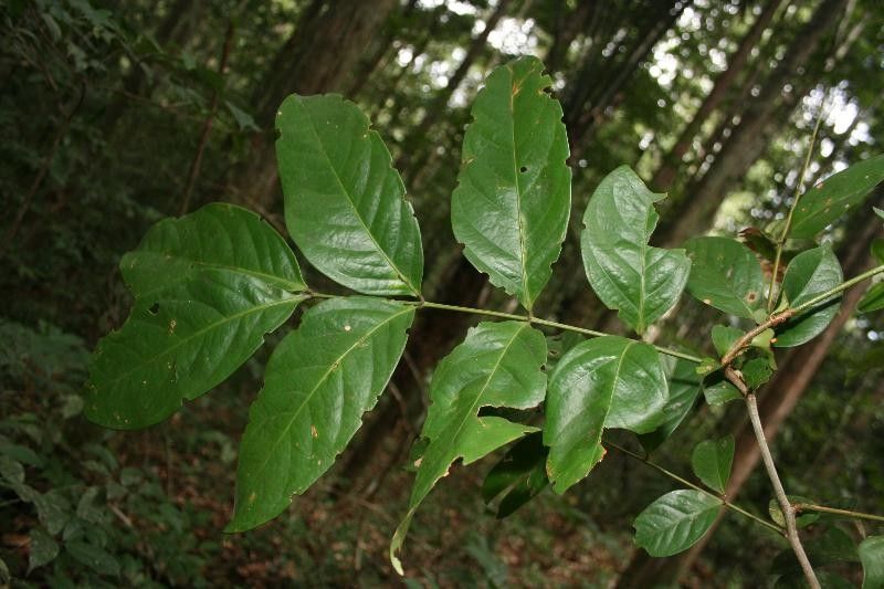 Inga stipularis leaf